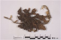 藏品(牛皮葉屬)的圖片